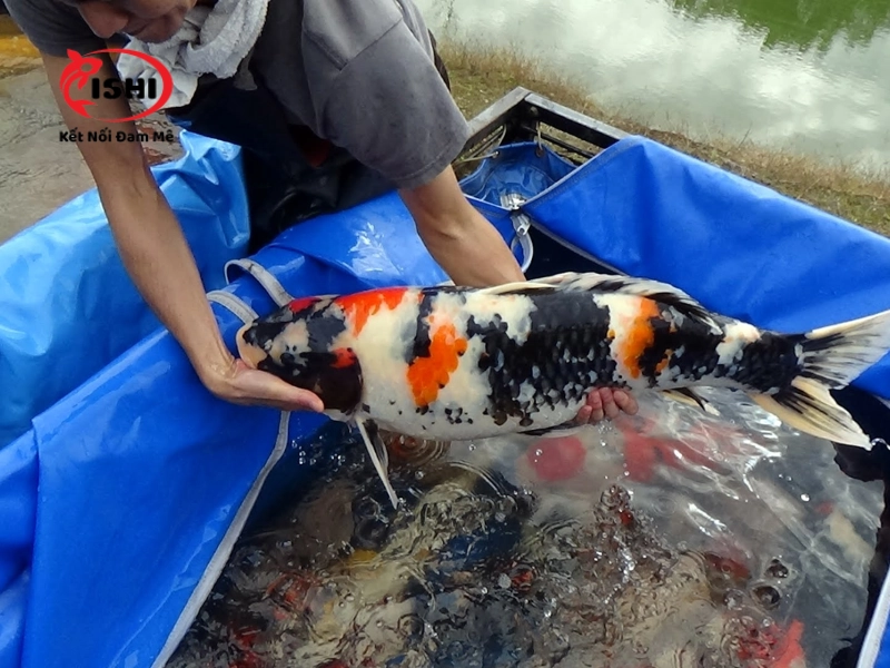  Thông tin liên hệ và chính sách bán hàng của IshiKoi Farm