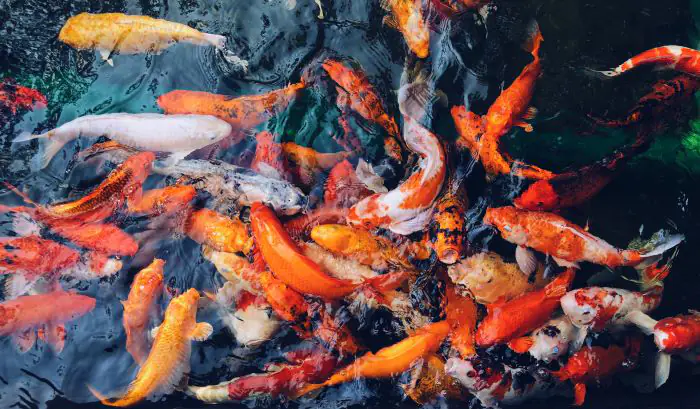 ISHI KOI FARM cung cấp cá Koi hoàn toàn từ Nhật Bản