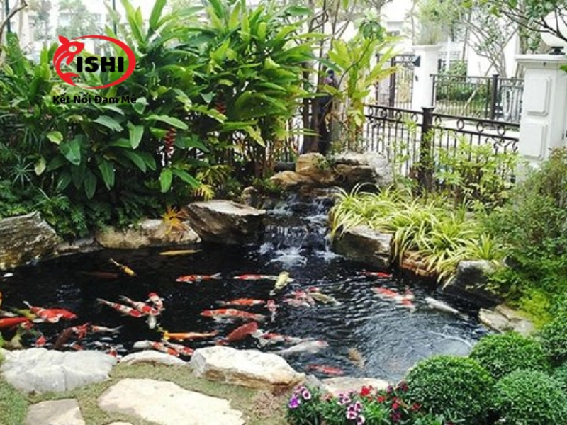 Thông tin liên hệ và chính sách bán hàng của IshiKoi Farm