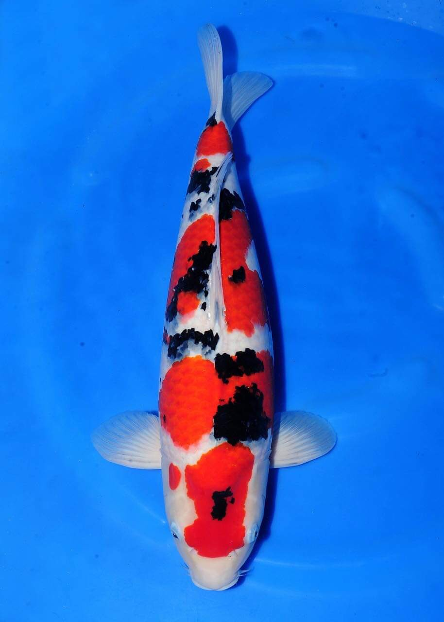 Koi Tategoi