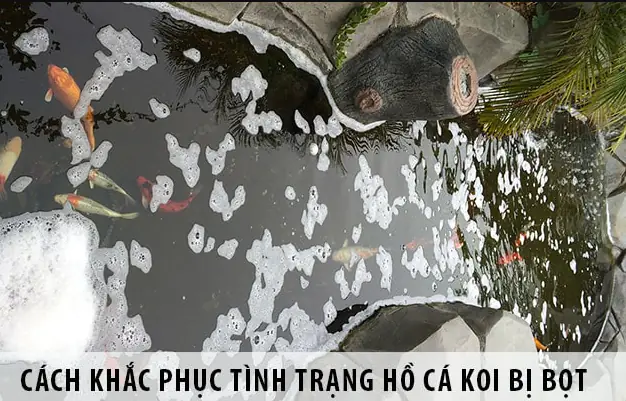 Hồ cá Koi nổi bọt là hiện tượng phổ biến thường gặp khi nuôi cá Koi