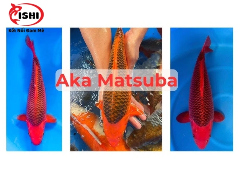 Cá Koi Aka Matsuba