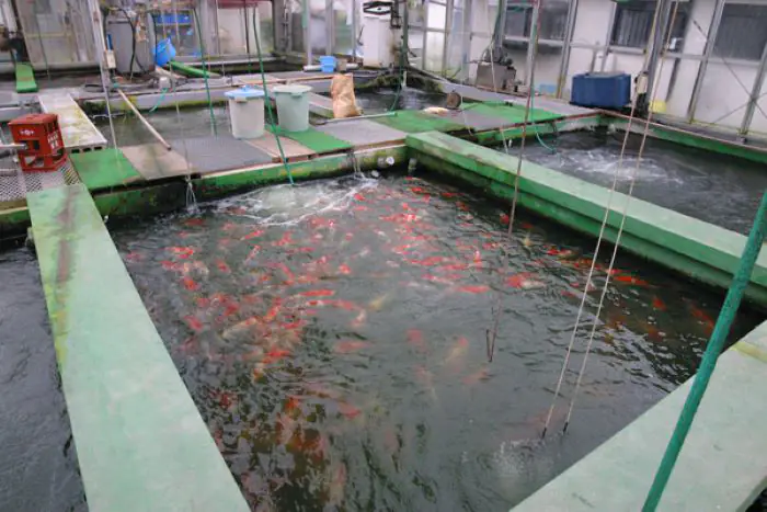 Nhà nuôi cá Koi của Takeda Koi Farm