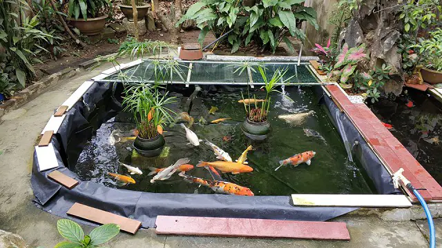 Ishi Koi Farm chuyên thi công chồ cá Koi uy tín