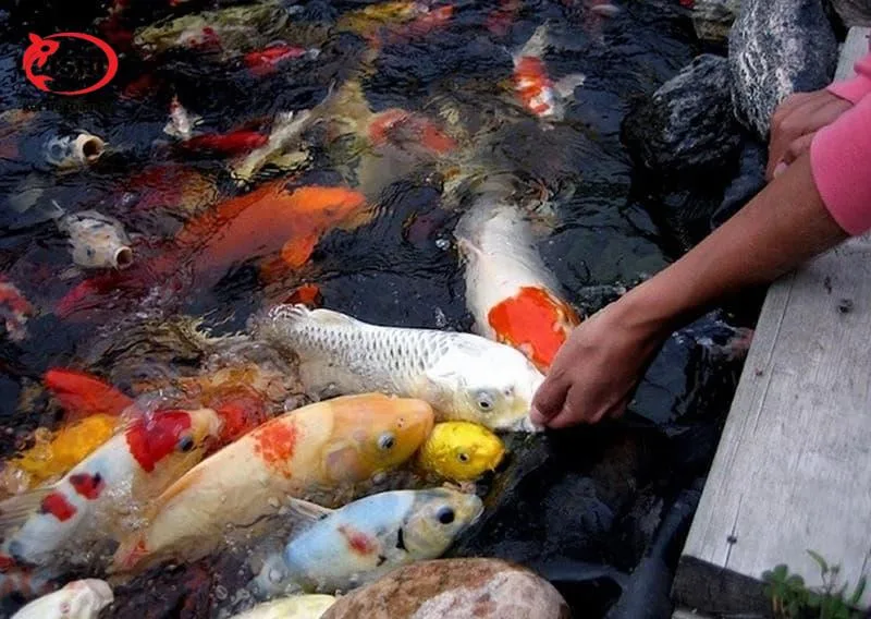 cá koi tróc vảy