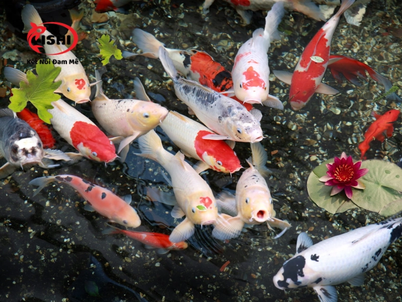 Ishi Koi Farm cam kết chất lượng