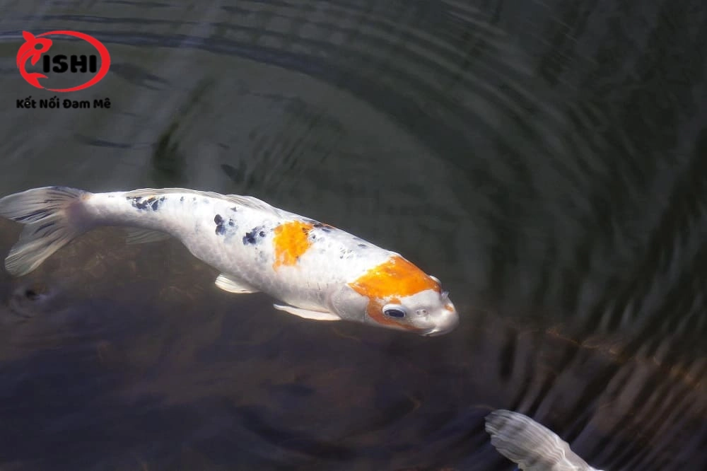 cá koi xù vảy