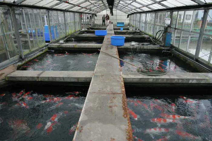 Nhà nuôi cá chính của Takeda Koi Farm