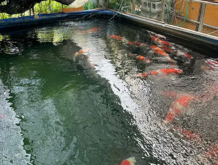 Cá Koi Gosanke và Shiro Utsuri của Ehara Koi Farm to và dài với thân hình hoàn hảo