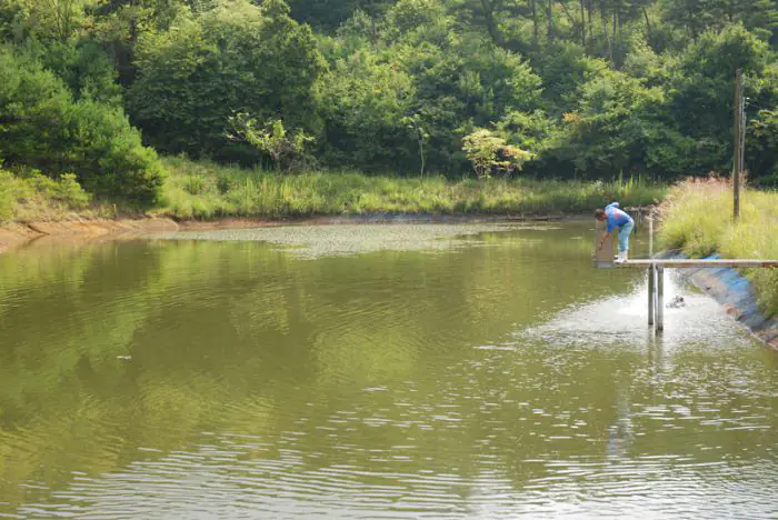 Ao nuôi cá Koi của Sakai Fish Farm