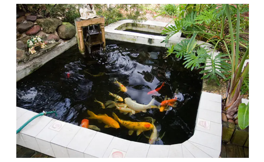 Ishi Koi Farm cam kết dịch vụ thi công bể cá Koi với hợp đồng rõ ràng