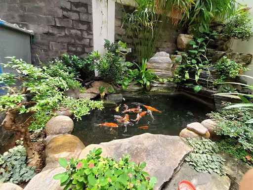 Ishi Koi Farm chuyên thi công bể cá Koi uy tín