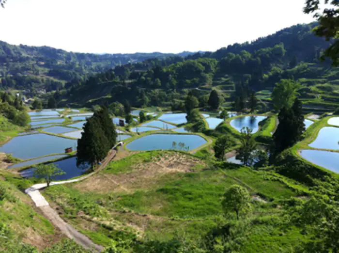 Khung cảnh thiên nhiên thơ mộng, trong lành của trang trại Matsuda Koi Farm