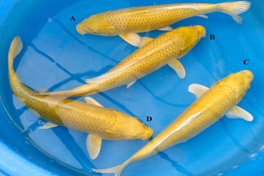 Tập tính sinh trưởng của cá koi Yamabuki