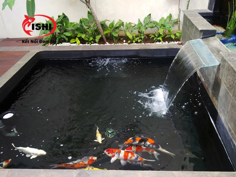 Ưu điểm khi mua cá Koi tại IshiKoi Farm