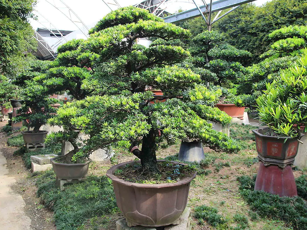 Cây tùng la hán Bonsai