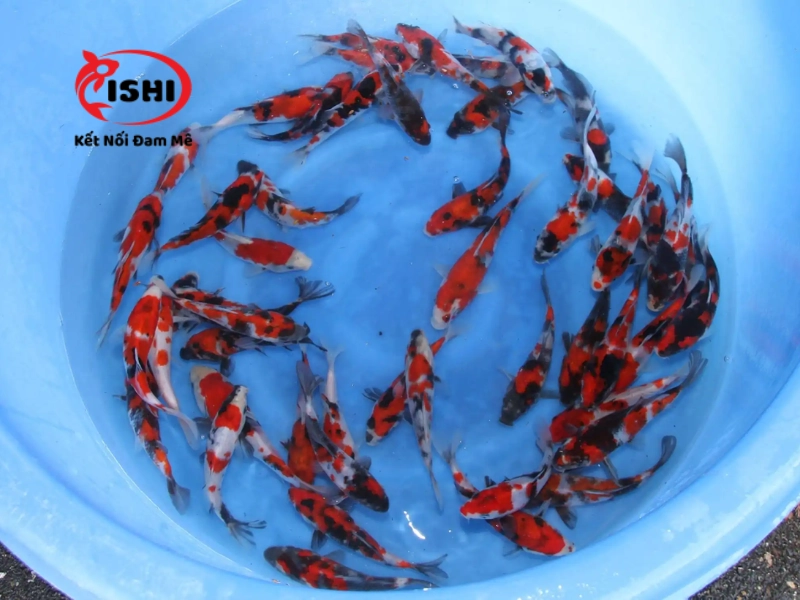 Ưu điểm khi mua cá Koi tại IshiKoi Farm