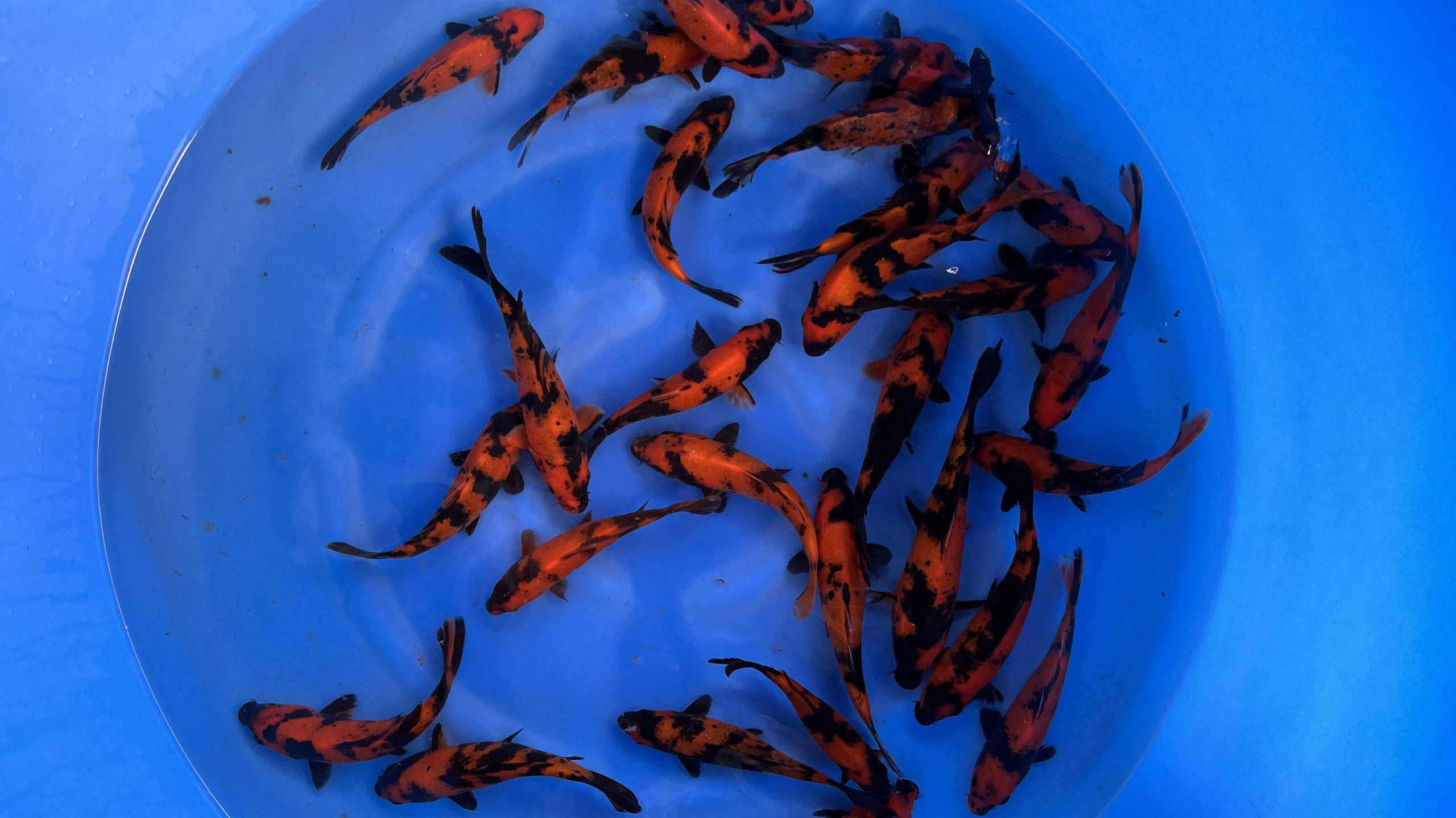 Marushin Hi Utsuri size 18 22cm 30pcs kiện 1 Ishi Koi Farm