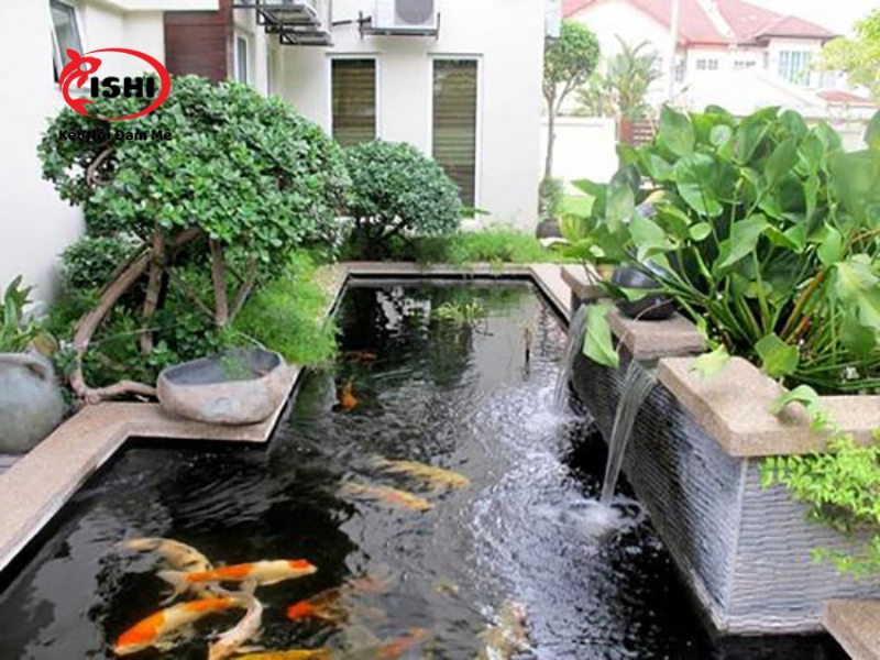 Ưu điểm khi mua cá Koi tại IshiKoi Farm