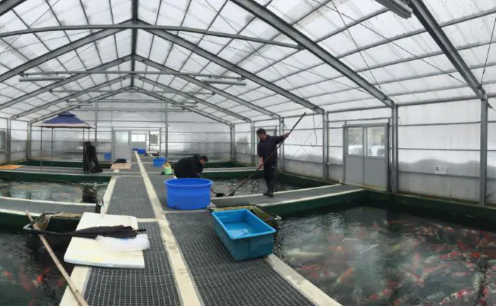 Marusei Koi Farm sở hữu hơn 200 ao cá lớn nhỏ