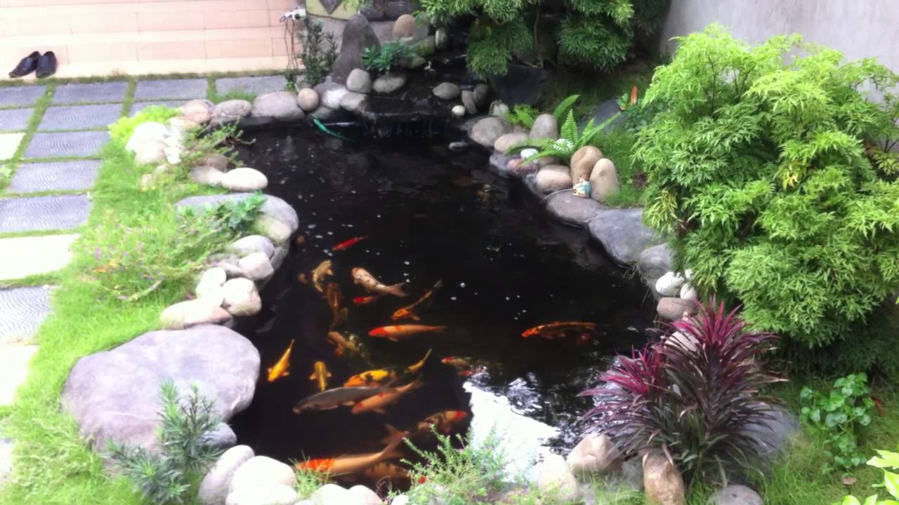 Ishi Koi Farm - Đơn vị phân phối và thi công hồ cá Koi uy tín