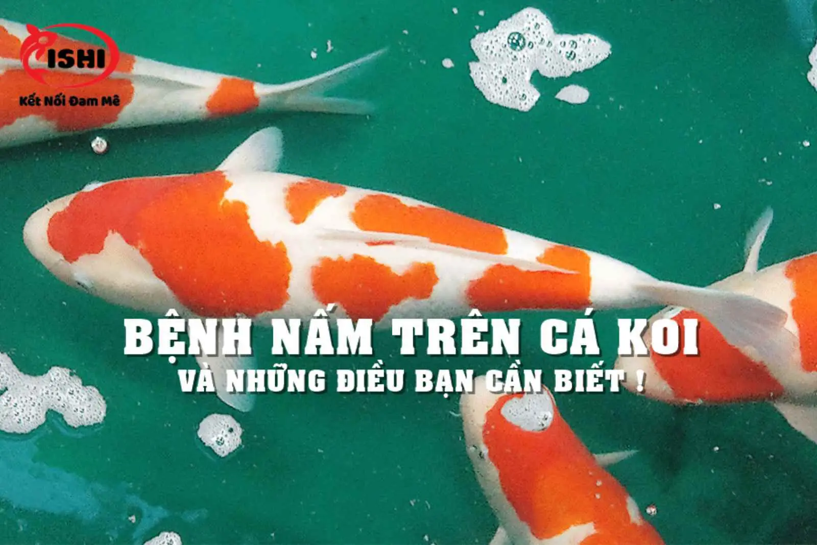 cá koi nằm đáy