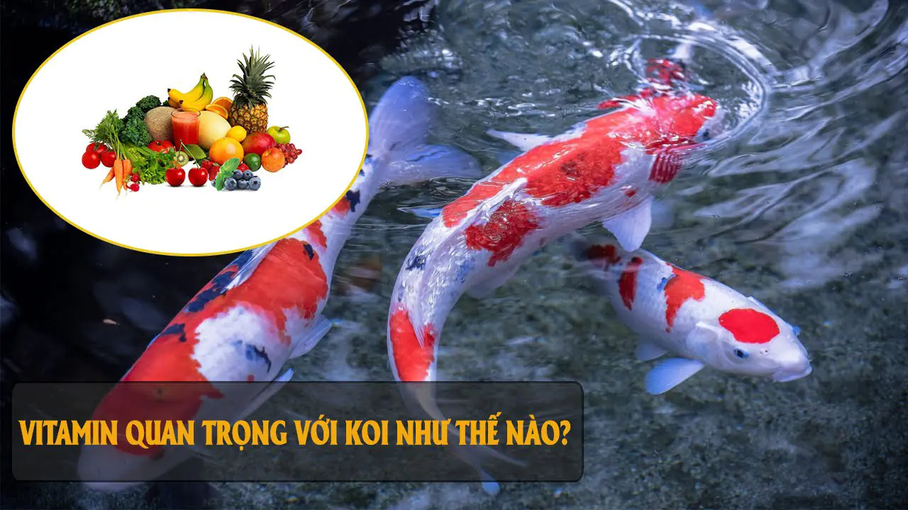 Việc bổ sung Vitamin cho cá Koi là rất cần thiết