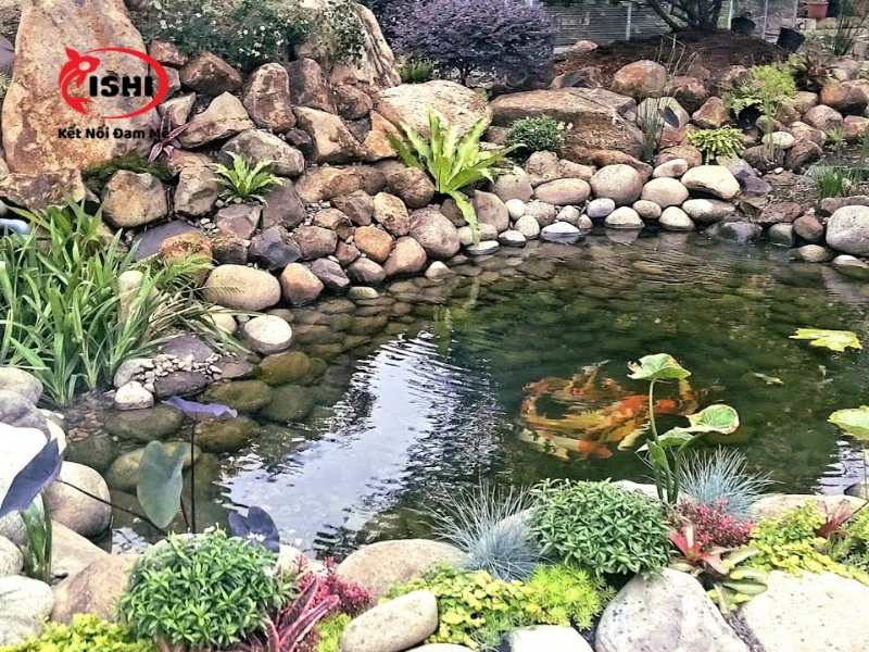 Ưu điểm khi mua cá Koi tại IshiKoi Farm